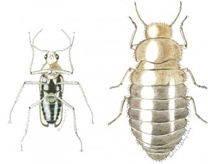 Odd Beetle male & female illustrated thumb - kelley