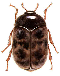 Warehouse Beetle thumb