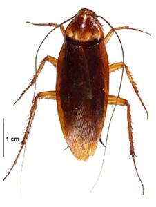 American cockroach thumb