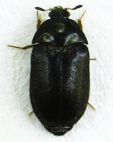 Black carpet beetle thumb