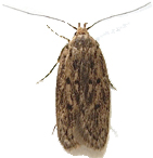 Brown House Moth 1 Thumb