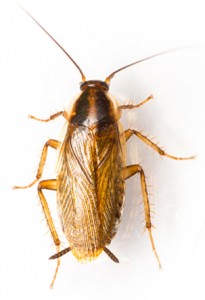 German Cockroach thumb