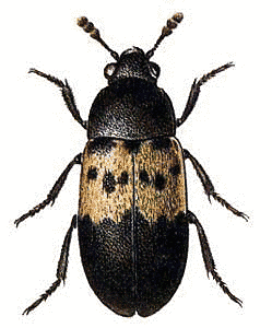 Larder Beetle thumb