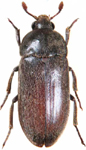 black larder beetle thumb