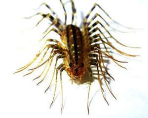house centipede 1 thumb