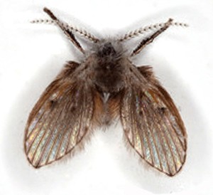 Moth Fly thumb
