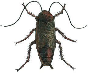 Oriental-Cockroach thumb