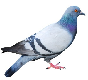 Pigeon thumb