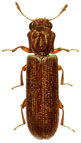 lyctid powderpost beetle thumb