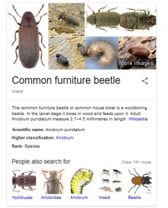 furniture beetle